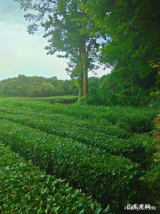 你喜欢喝绿茶吗,为什么?