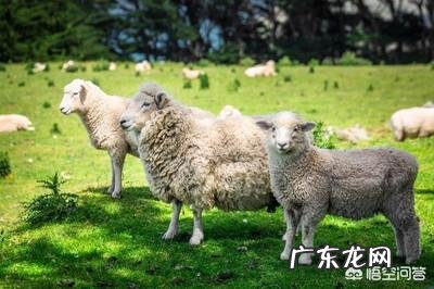 农村老人说，养羊多喂一些盐水就能减少膻味，是真的吗？为什么？