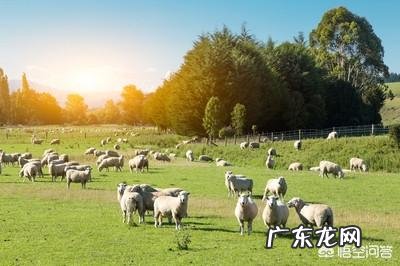 农村老人说，养羊多喂一些盐水就能减少膻味，是真的吗？为什么？