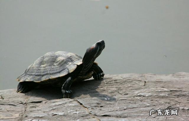 为什么南方人比北方人长寿?