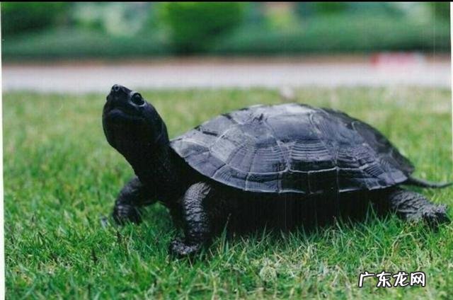 为什么南方人比北方人长寿?