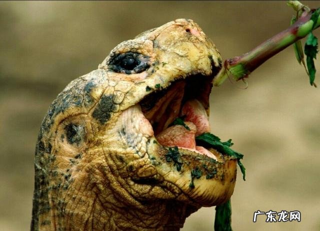 为什么南方人比北方人长寿?