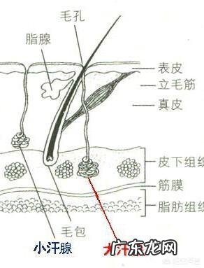 五岁女童从发根出汗怎么办?头发每天都臭酸？