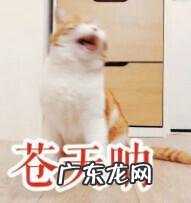 生酮饮食反面例子 生酮饮食的反面教材