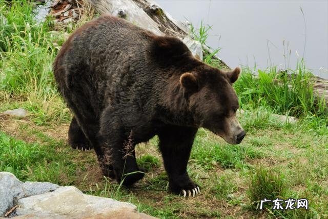 低碳饮食会导致糖尿病 长期低碳饮食会导致糖尿病吗