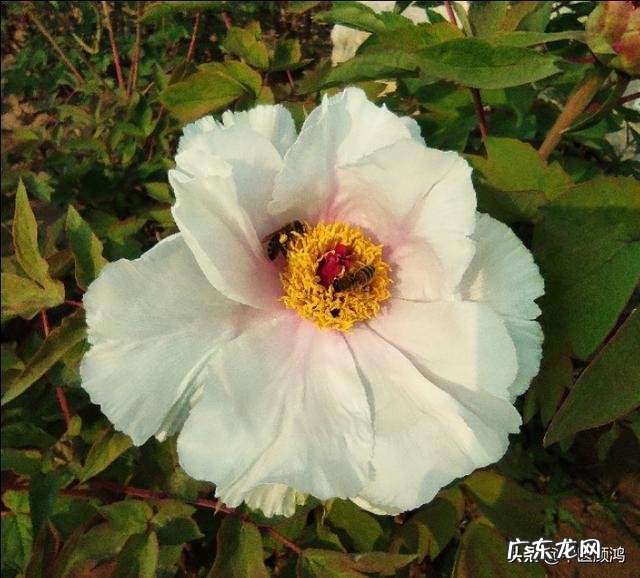 哪里可以检测保健品的成分啊?