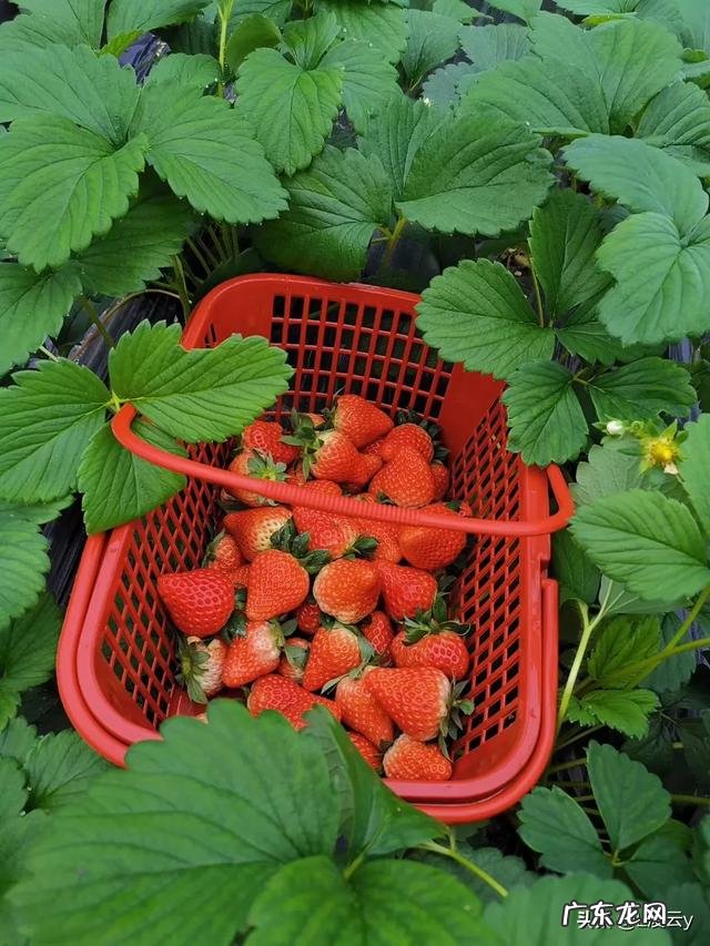 哪里可以检测保健品的成分啊?