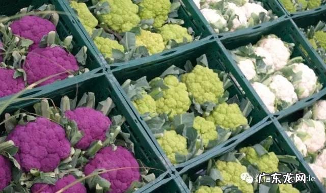 低碳食谱一日三餐 低碳饮食最好的十大食物