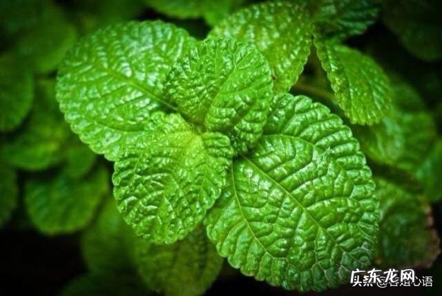 在农村院子里种了一堆薄荷,夏天怎么用比较好,能阴干熏蚊子吗?