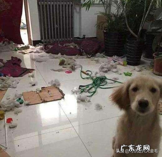 你们是怎样忍受两个月的金毛的