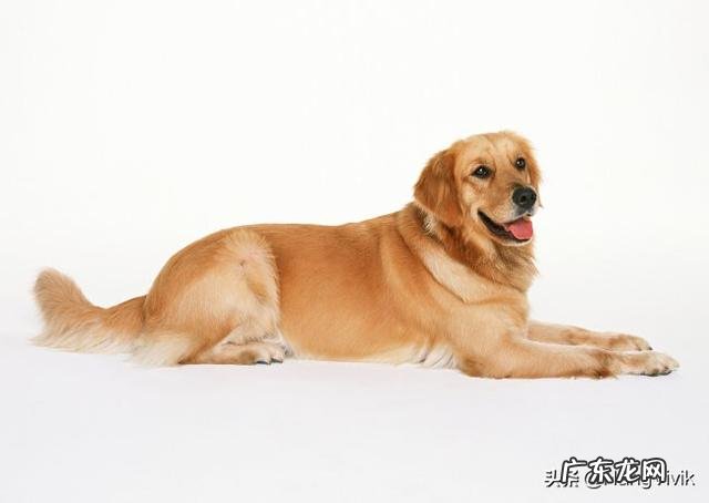 你们是怎样忍受两个月的金毛的