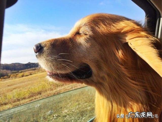 你们是怎样忍受两个月的金毛的