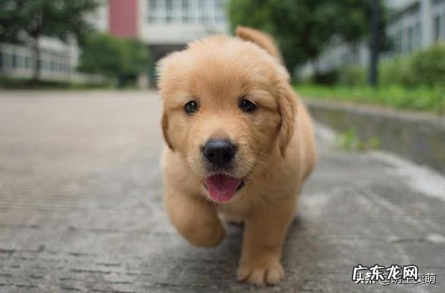 你们是怎样忍受两个月的金毛的