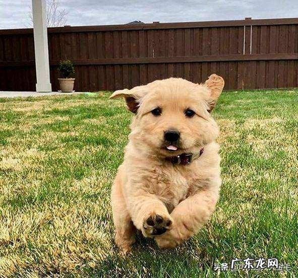 你们是怎样忍受两个月的金毛的