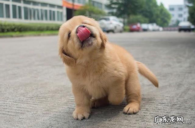 你们是怎样忍受两个月的金毛的