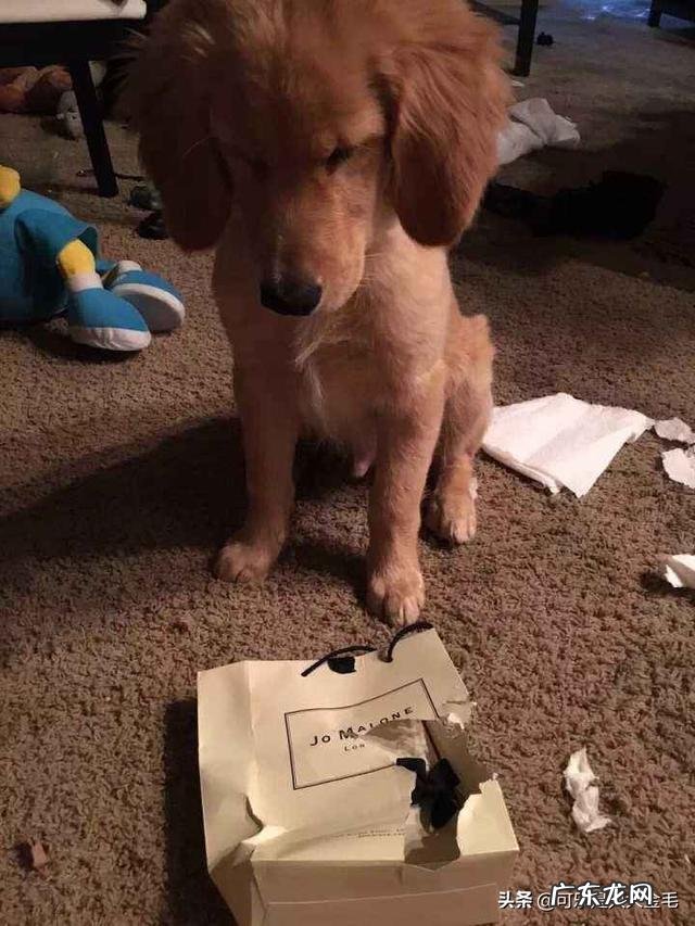 你们是怎样忍受两个月的金毛的