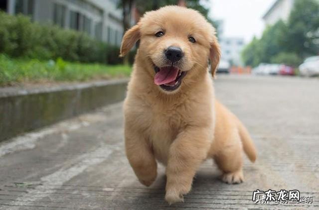 你们是怎样忍受两个月的金毛的