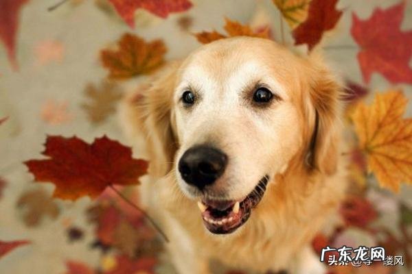 如何掌握狗狗的饮食习惯?