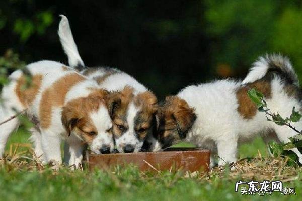 如何掌握狗狗的饮食习惯?