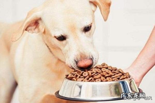 如何掌握狗狗的饮食习惯?