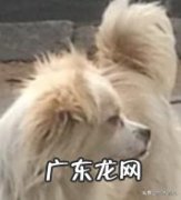 如何掌握狗狗的饮食习惯？