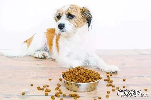 如何掌握狗狗的饮食习惯?