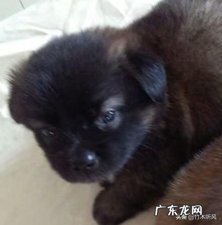 如何掌握狗狗的饮食习惯?