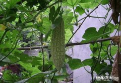 总吃苦瓜对人体有哪些害处？ 苦瓜凉拌吃多了有啥害处