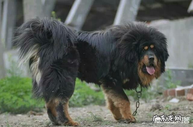 一只德牧对战一只藏獒有多大胜算