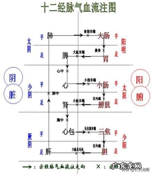 经脉气血如何运行?为什么会出现气血逆行?气血逆行该怎么办?