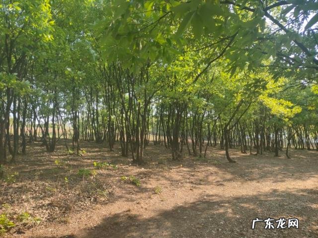 注意力能力包括三种 引导注意力的能力把握含义的能力