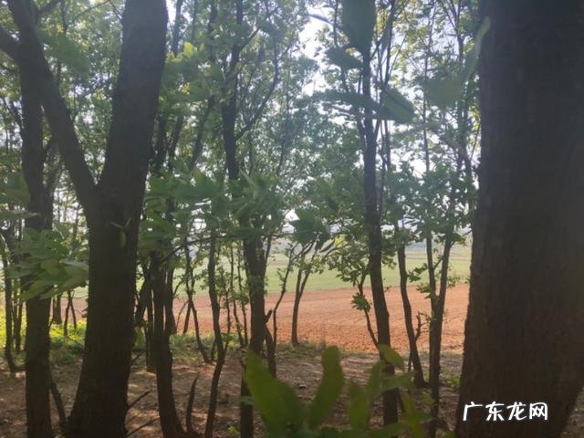 注意力能力包括三种 引导注意力的能力把握含义的能力