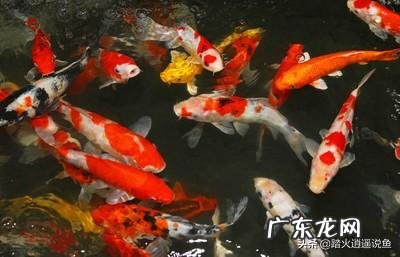 呋喃西林与双氧水的区别是什么？ 呋喃西林zhi疗什么