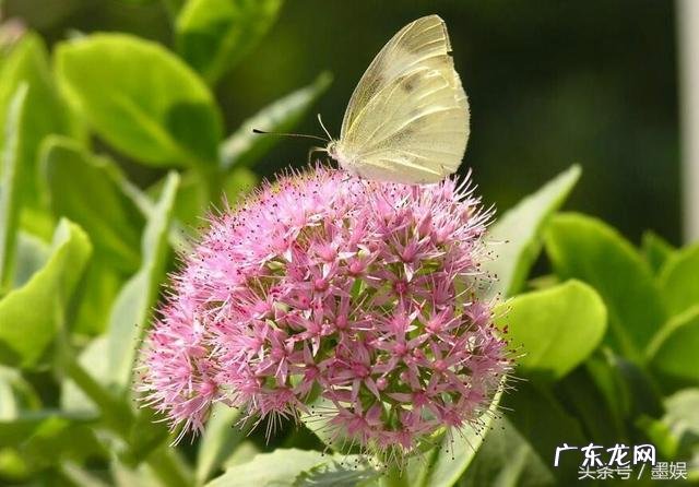 有哪些意境优美的中药名字?