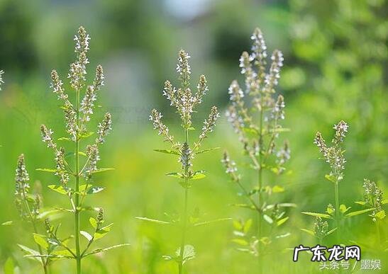 有哪些意境优美的中药名字?