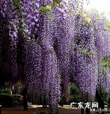 有哪些意境优美的中药名字?