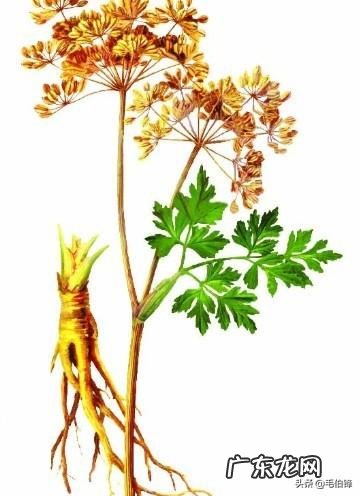 有哪些意境优美的中药名字?