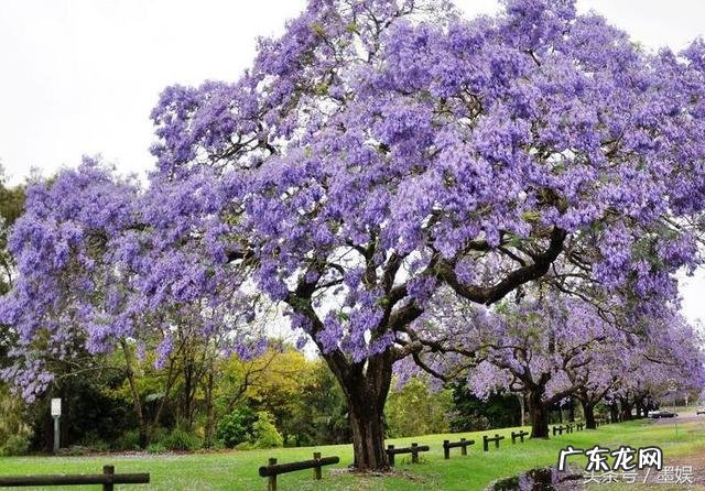 有哪些意境优美的中药名字?