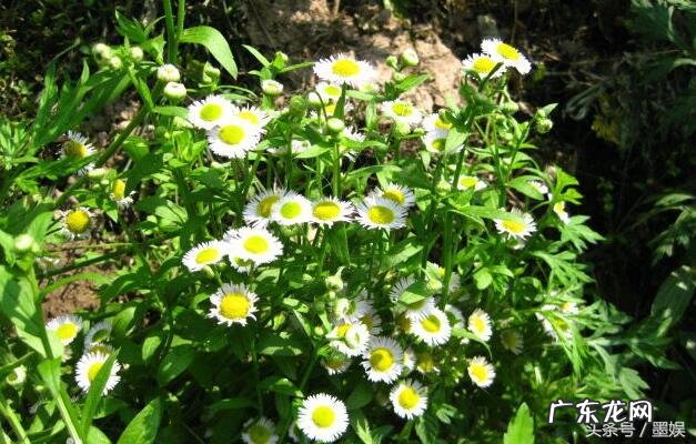 有哪些意境优美的中药名字?