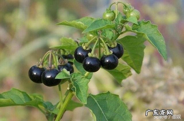 有哪些意境优美的中药名字?