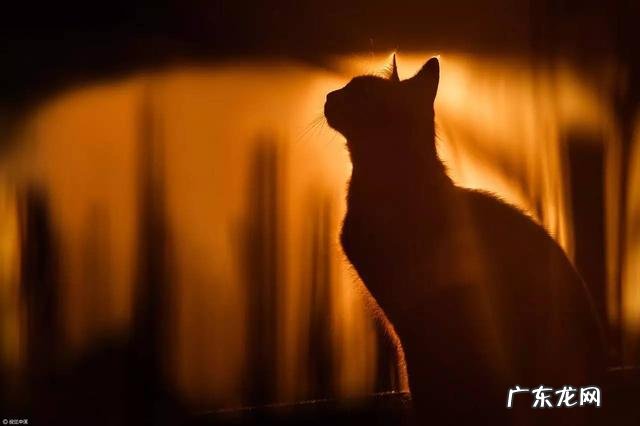 培养专注力心理学书 专注力心理学