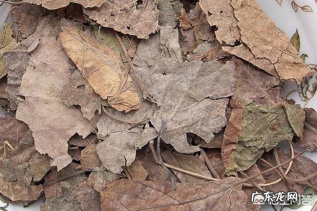“神仙茶”有哪些功效的作用?怎样用桑叶制作“神仙茶”?