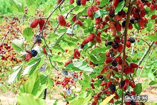 “神仙茶”有哪些功效的作用?怎样用桑叶制作“神仙茶”?