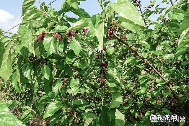 “神仙茶”有哪些功效的作用?怎样用桑叶制作“神仙茶”?