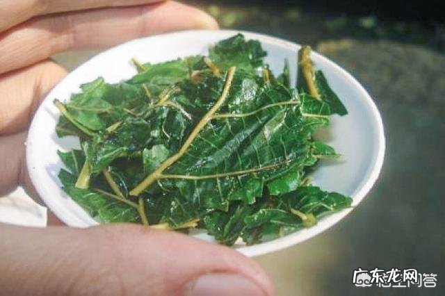 “神仙茶”有哪些功效的作用?怎样用桑叶制作“神仙茶”?
