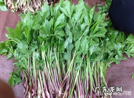 在农村挖野菜吃时,应注意些什么?有哪些野菜哪些人不能吃?