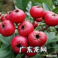 干山楂片 请问生姜能和山楂片一起泡水喝吗,为什么?