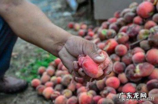 血桃价格2元一斤近万斤被倒进鱼塘,还有200万斤怎么办?