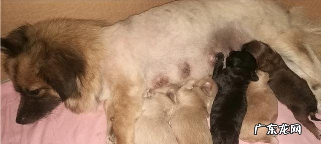 喂食狗狗的时候,应该注意什么?