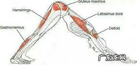 跑步减肥怎么防止小腿变粗?